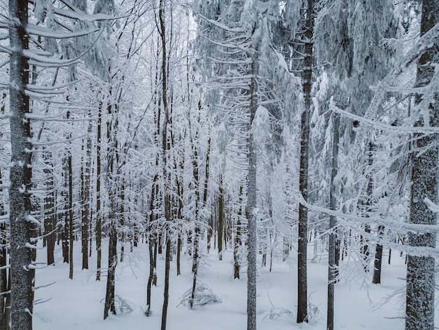 Bosco di abeti con neve nessuno