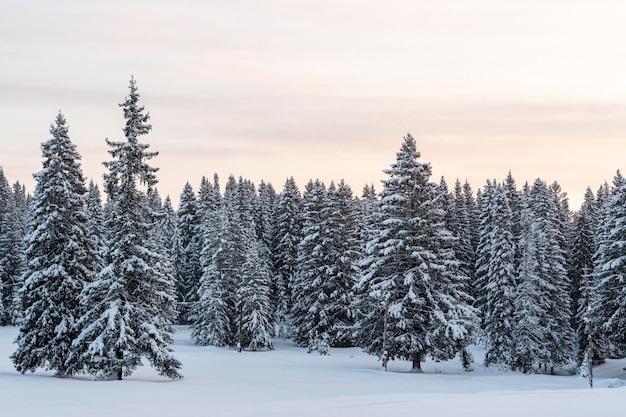 Bosco di abeti sotto la neve, scena invernale