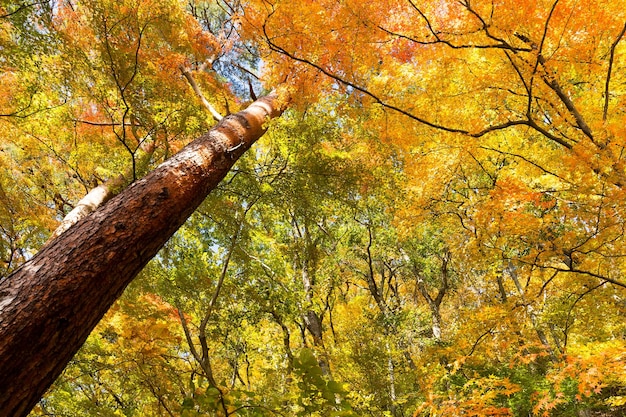 Bosco di aceri