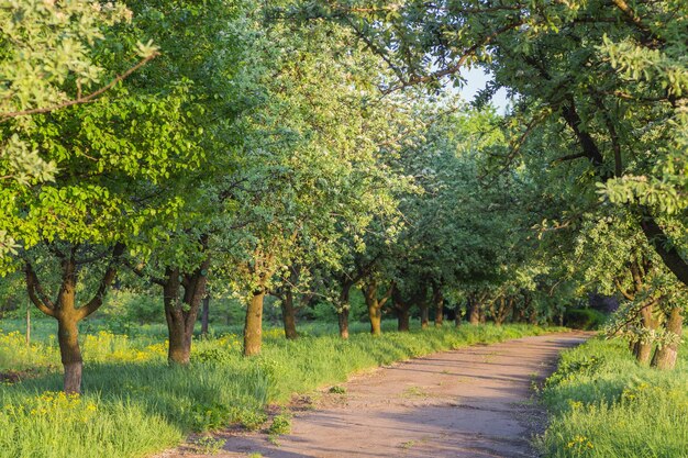 Bosco di betulle alla luce del sole