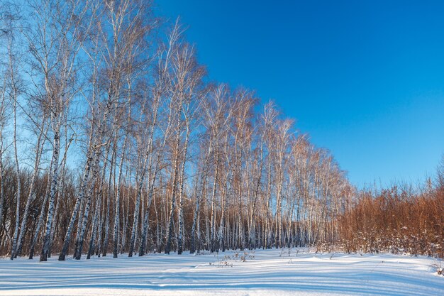 Bosco di betulle in inverno