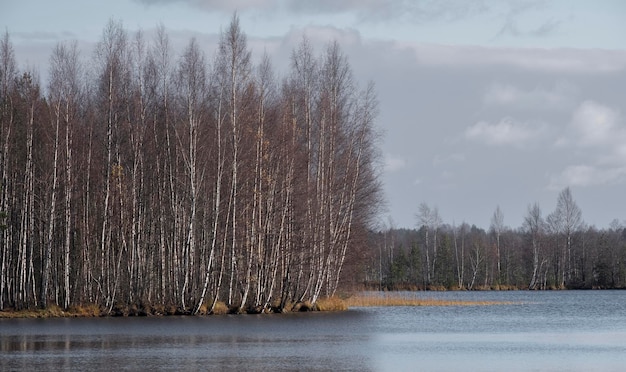 Bosco di betulle in riva al lago in autunno. Paesaggio Aspra natura del nord. Lago Khepojarvi, regione di Leningrado Toksovo.