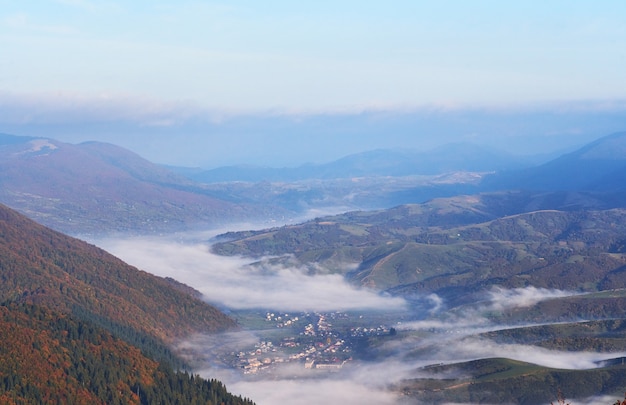 Bosco di betulle nel pomeriggio soleggiato durante la stagione autunnale.