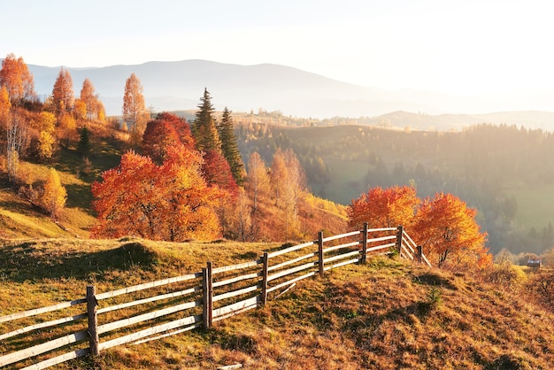 Bosco di betulle nel pomeriggio soleggiato durante la stagione autunnale.