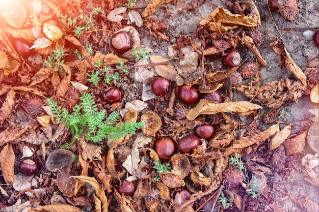 Bosco di castagni. Ricci e castagne cadono a terra. Tempo di raccolta delle castagne vista dal basso.