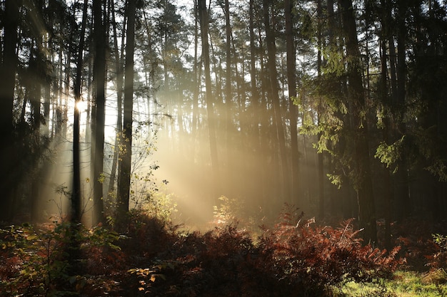 Bosco di conifere autunno in caso di nebbia durante l'alba