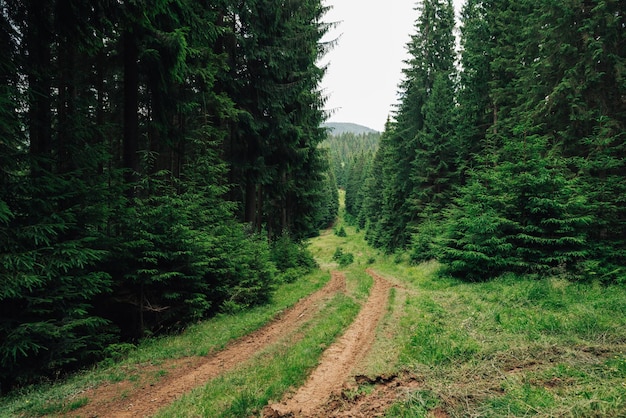 bosco di conifere di montagna con sentiero Strada nel bosco di montagna f