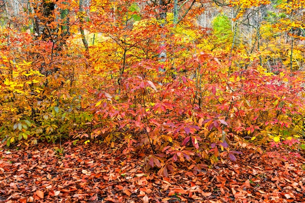 Bosco di faggi con sottobosco in autunno