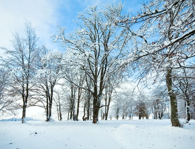 Bosco di faggi di montagna di ottobre con la prima neve invernale e le ultime foglie autunnali.