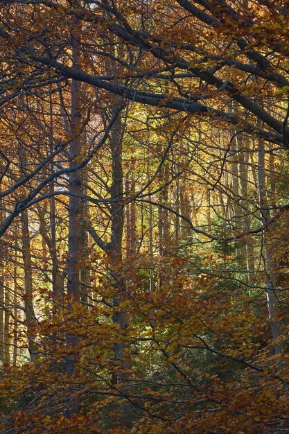 Bosco di faggi e abeti in autunno