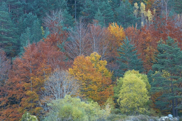 Bosco di faggi e abeti in autunno