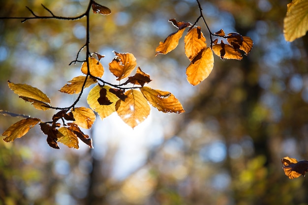 Bosco di faggi in autunno