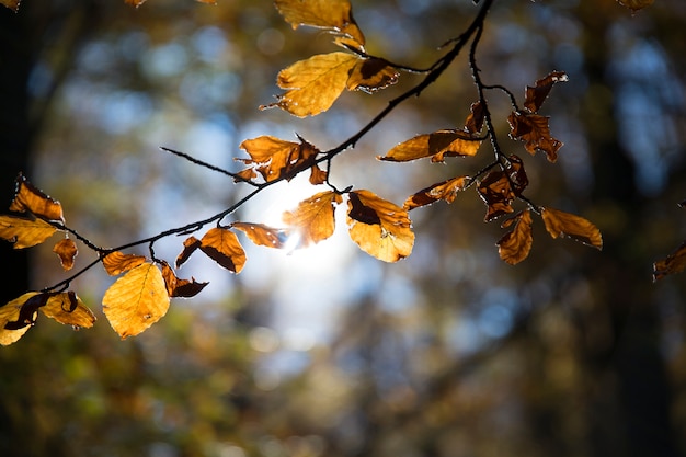 Bosco di faggi in autunno