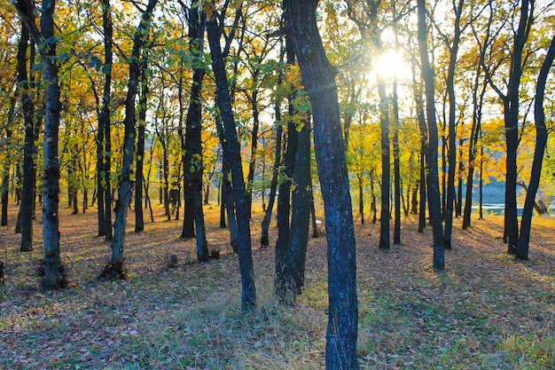 Bosco di querce in autunno