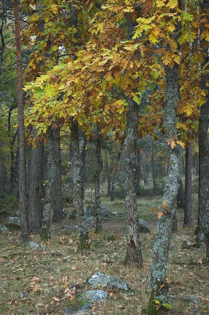 Bosco di querce molisane in autunno