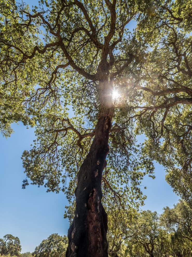 Bosco di sughere