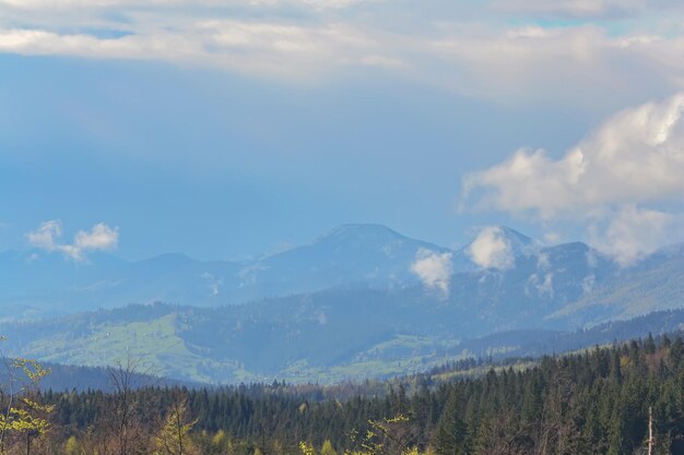 Bosco estivo sui pendii montani