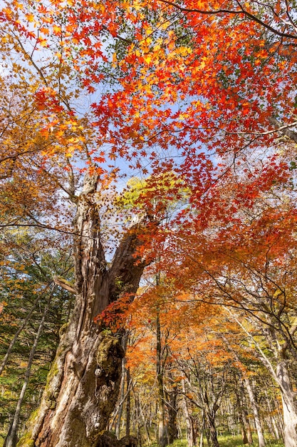 Bosco in autunno