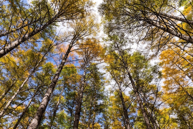 Bosco in autunno