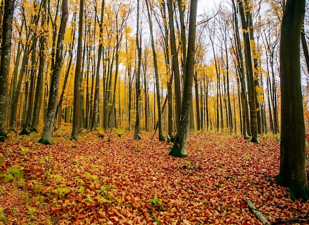 Bosco in autunno