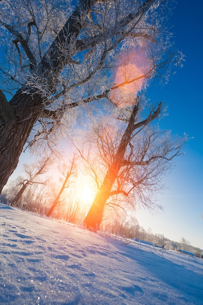 Bosco innevato con diversi alberi contro il cielo