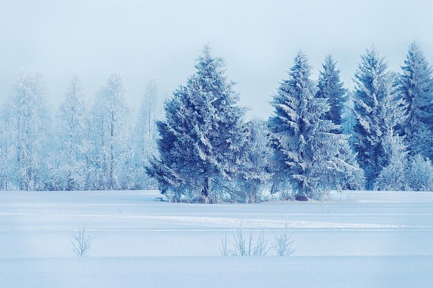 Bosco innevato di campagna, inverno Rovaniemi, Lapponia, Finlandia.