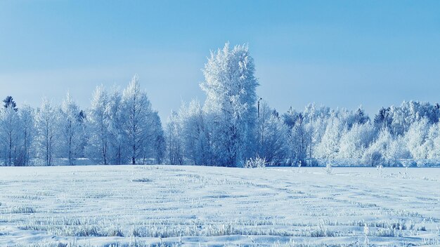 Bosco innevato in campagna in inverno Rovaniemi, Lapponia, Finlandia.
