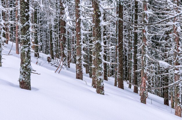 Bosco innevato in montagna invernale