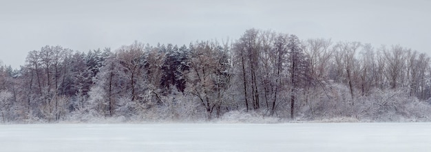 Bosco innevato sul lago