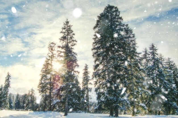 bosco innevato