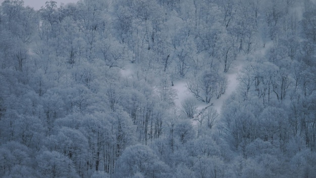 bosco innevato