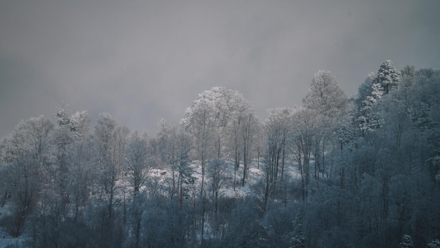 bosco innevato