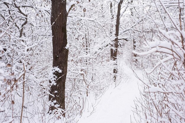 Bosco invernale innevato con pilastri di querce