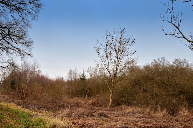 Bosco misterioso ricoperto di vegetazione con vegetazione lussureggiante di campi di erba selvatica e alberi in una scena di natura pacifica Una foresta selvaggia magica con spazio per le copie Paesaggio magico e tranquillo da esplorare in avventura