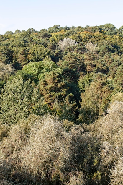 Bosco misto con diversi tipi di alberi a foglie caduche