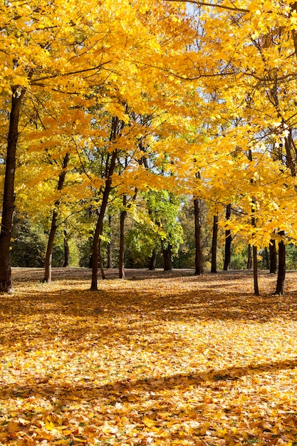 Bosco misto con fogliame giallo e di colore diverso durante il fogliame autunnale