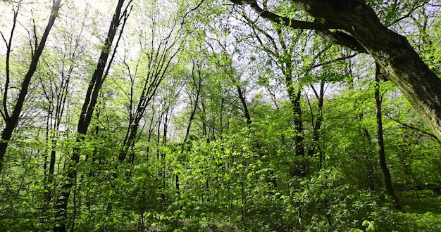 bosco misto di latifoglie in primavera diversi tipi di alberi