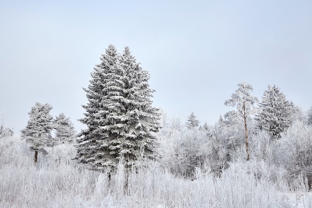 Bosco misto invernale. Alberi coperti di neve bianca