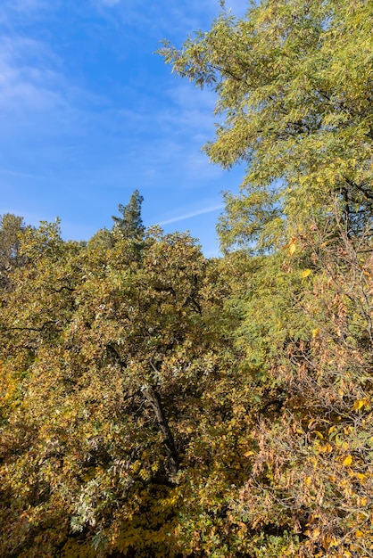 Bosco misto nella stagione autunnale con diversi alberi decidui