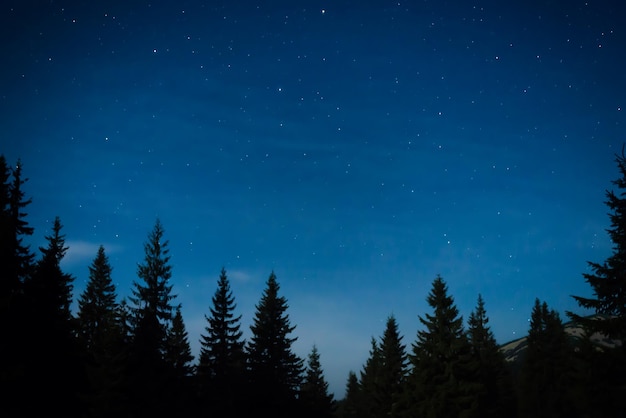 Bosco notturno con alberi di pino