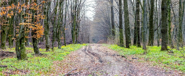 Bosco primaverile con un'ampia strada sterrata e i primi fiori primaverili