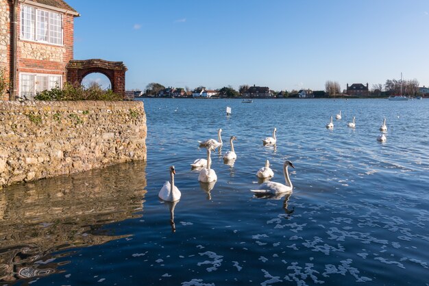 BOSHAM, WEST SUSSEX/UK - 1 gennaio : Un raduno di cigni a Bosham West Sussex il 1 gennaio 2013