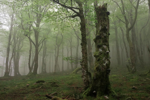 Bosque con arboles e musgo