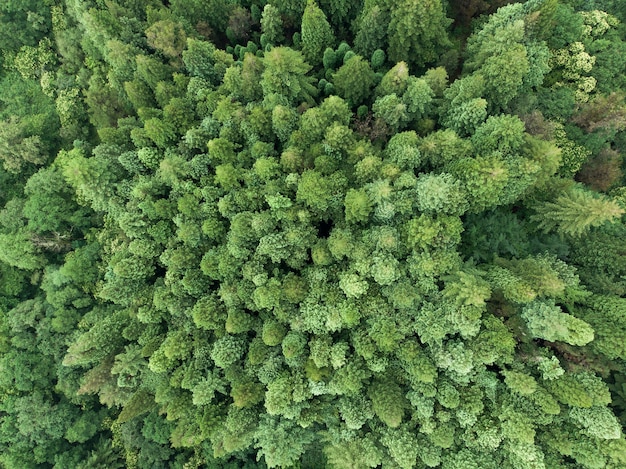 Bosque de secuoyas gigantes desde una vista cenital de dron