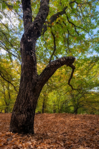 Bosque