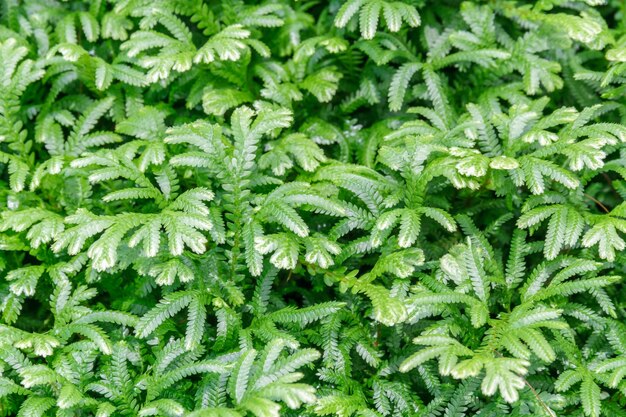 Boston Fern