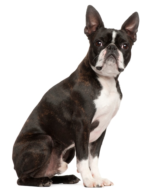 Boston Terrier, 1 anno di età, seduto