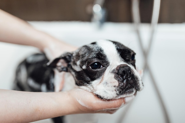 Boston terrier al salone di toelettatura facendo il bagno.