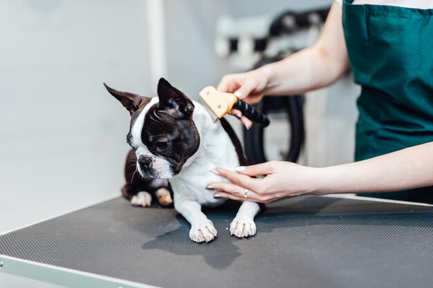 Boston terrier al salone di toelettatura.