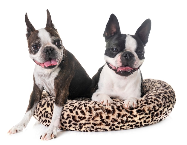 Boston terrier in studio